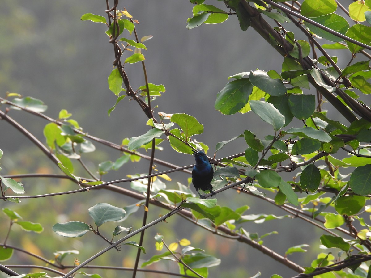 Purple Sunbird - ML625837409