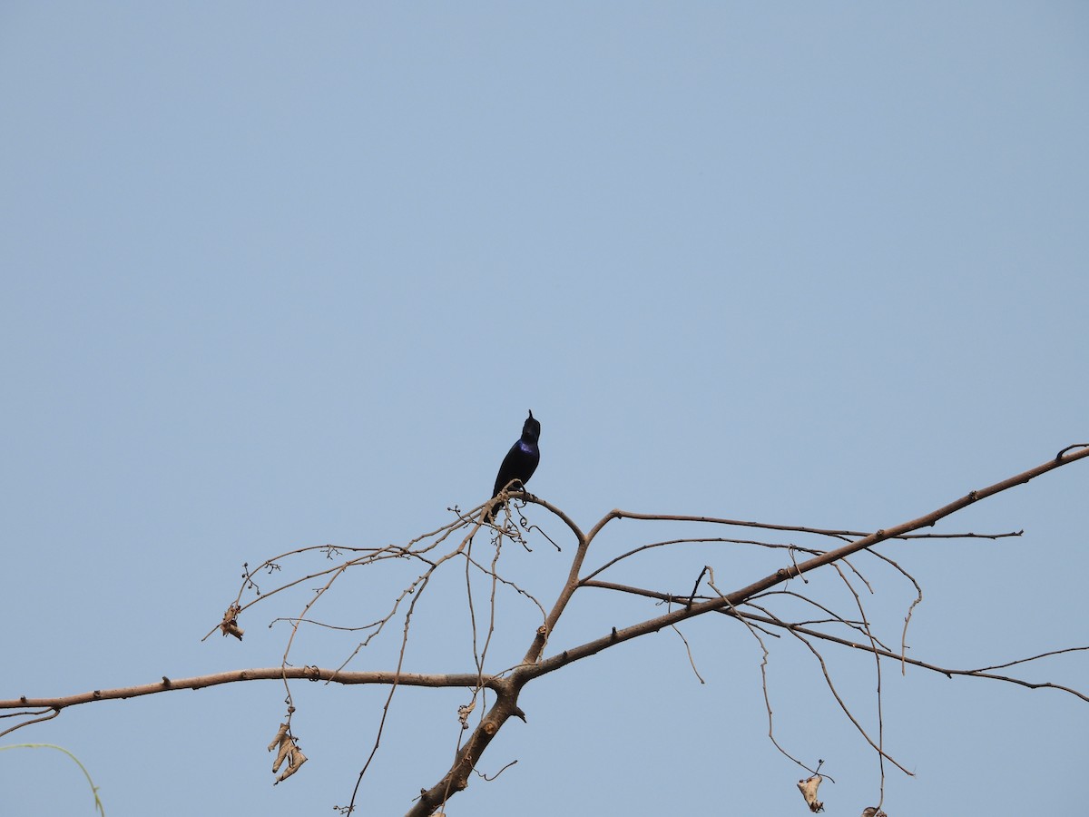 Purple Sunbird - ML625837502