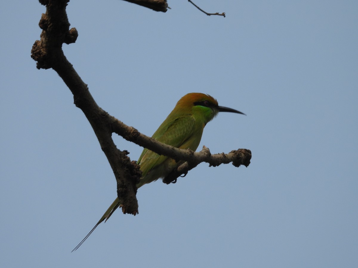 Asian Green Bee-eater - ML625837536