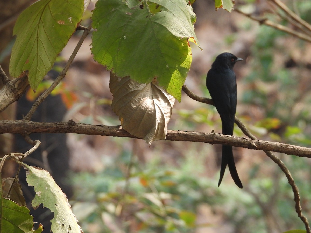 Хар доронго - ML625837555