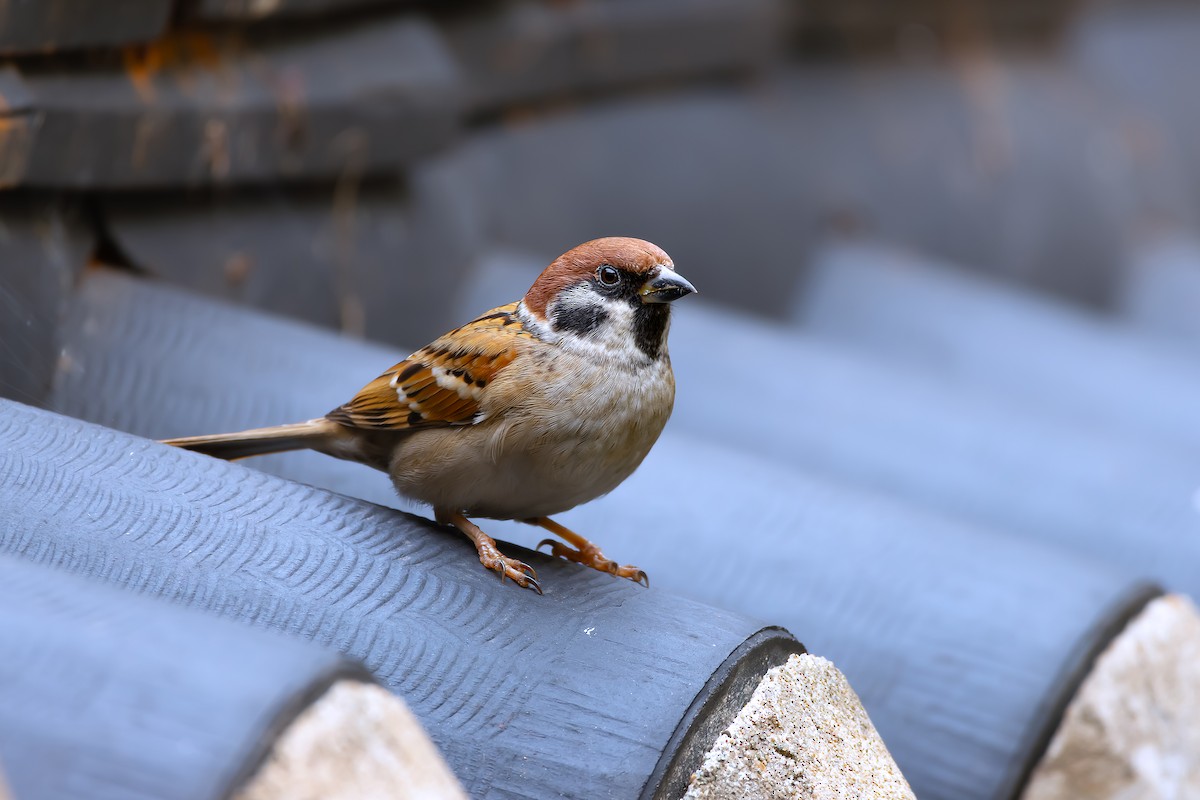 Eurasian Tree Sparrow - ML625837556