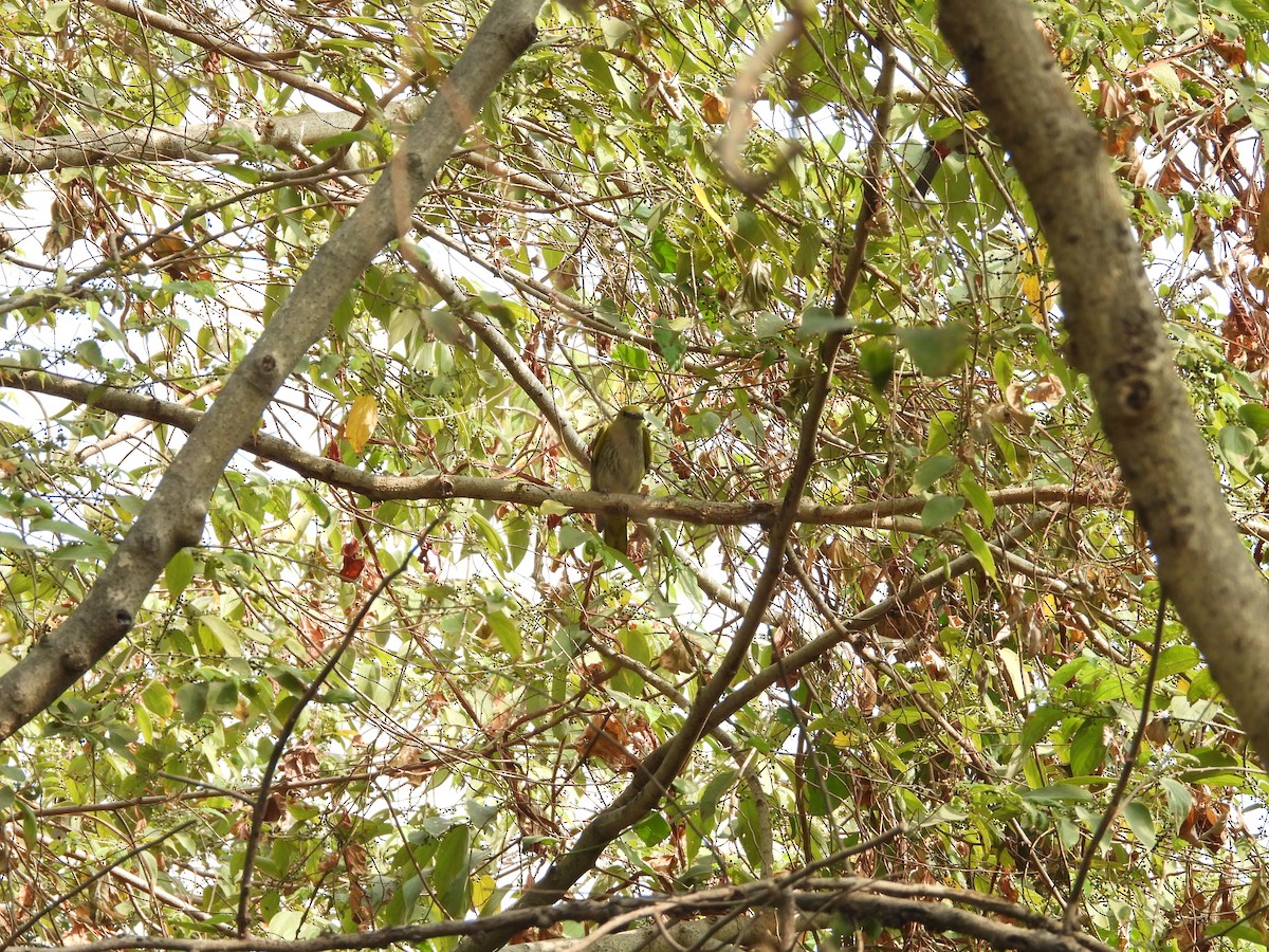 Indian Golden Oriole - ML625837587
