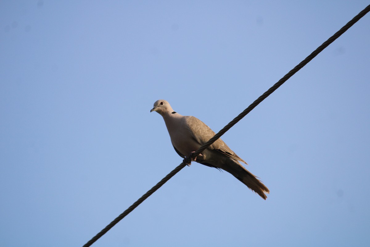 Eurasian Collared-Dove - ML625838059