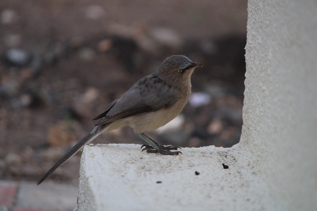 Large Gray Babbler - ML625838113
