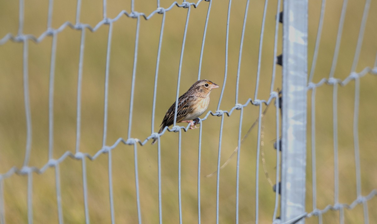Grasshopper Sparrow - ML625838149