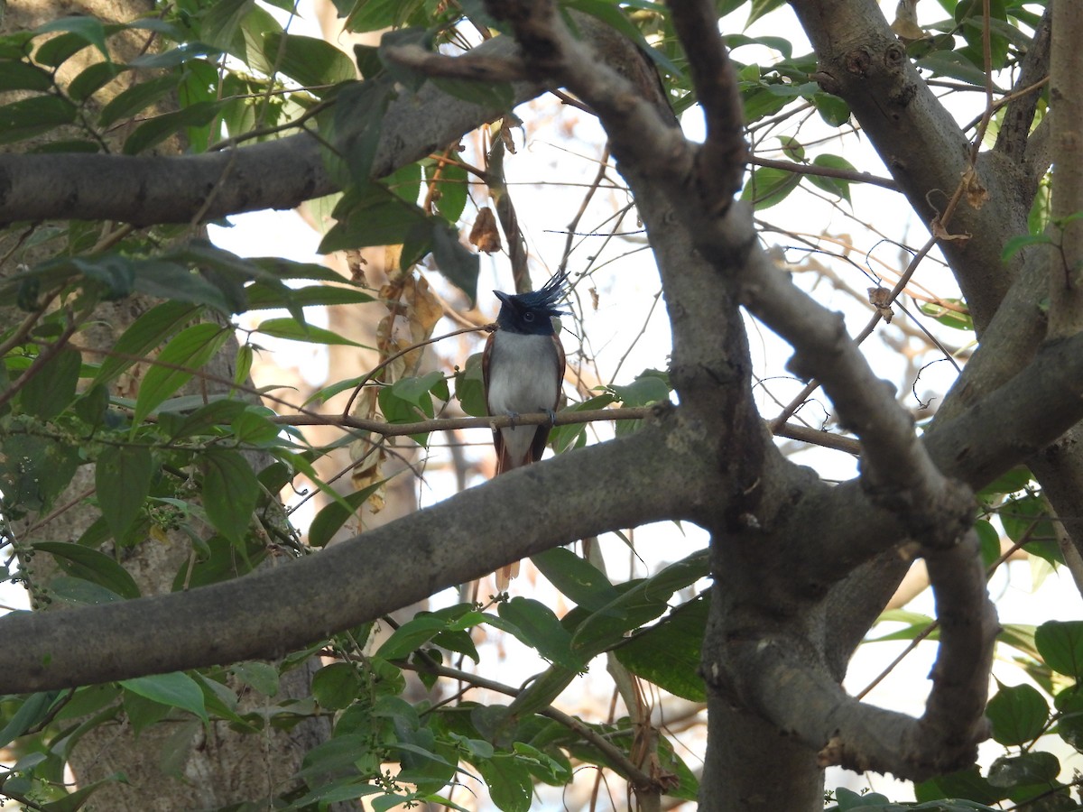 Indian Paradise-Flycatcher - ML625838215
