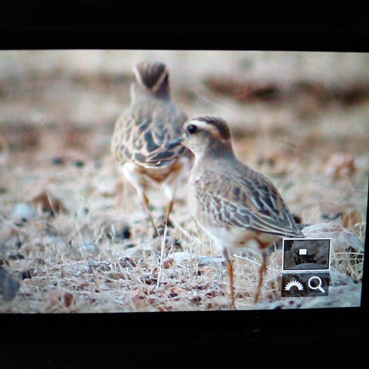 Eurasian Dotterel - ML625838287