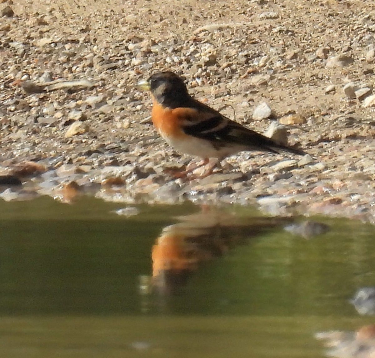 Brambling - ML625838539