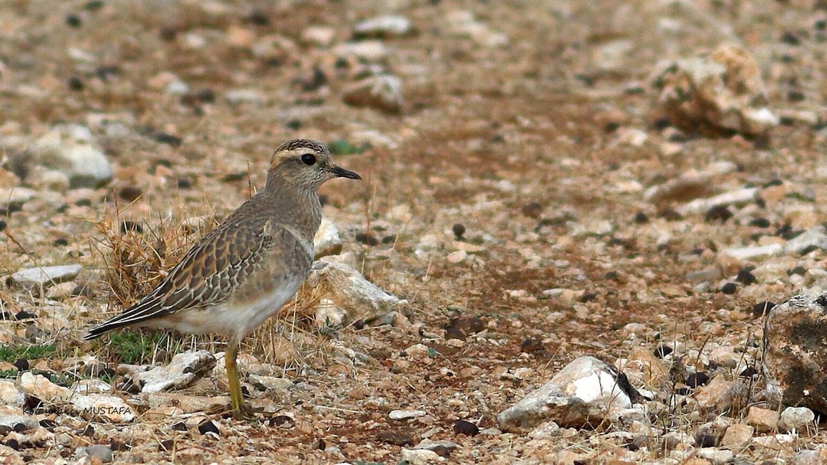 Eurasian Dotterel - ML625838543