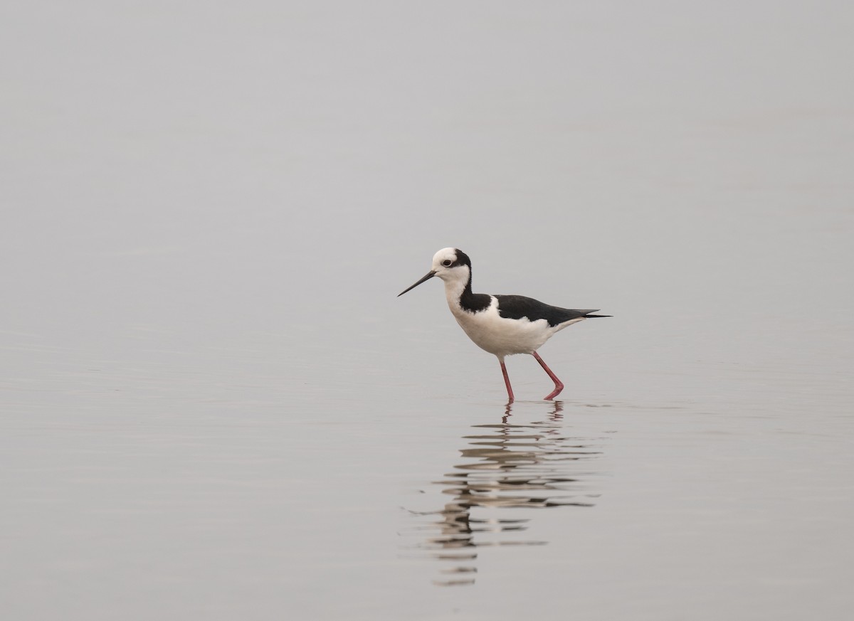 Black-necked Stilt - ML625838614