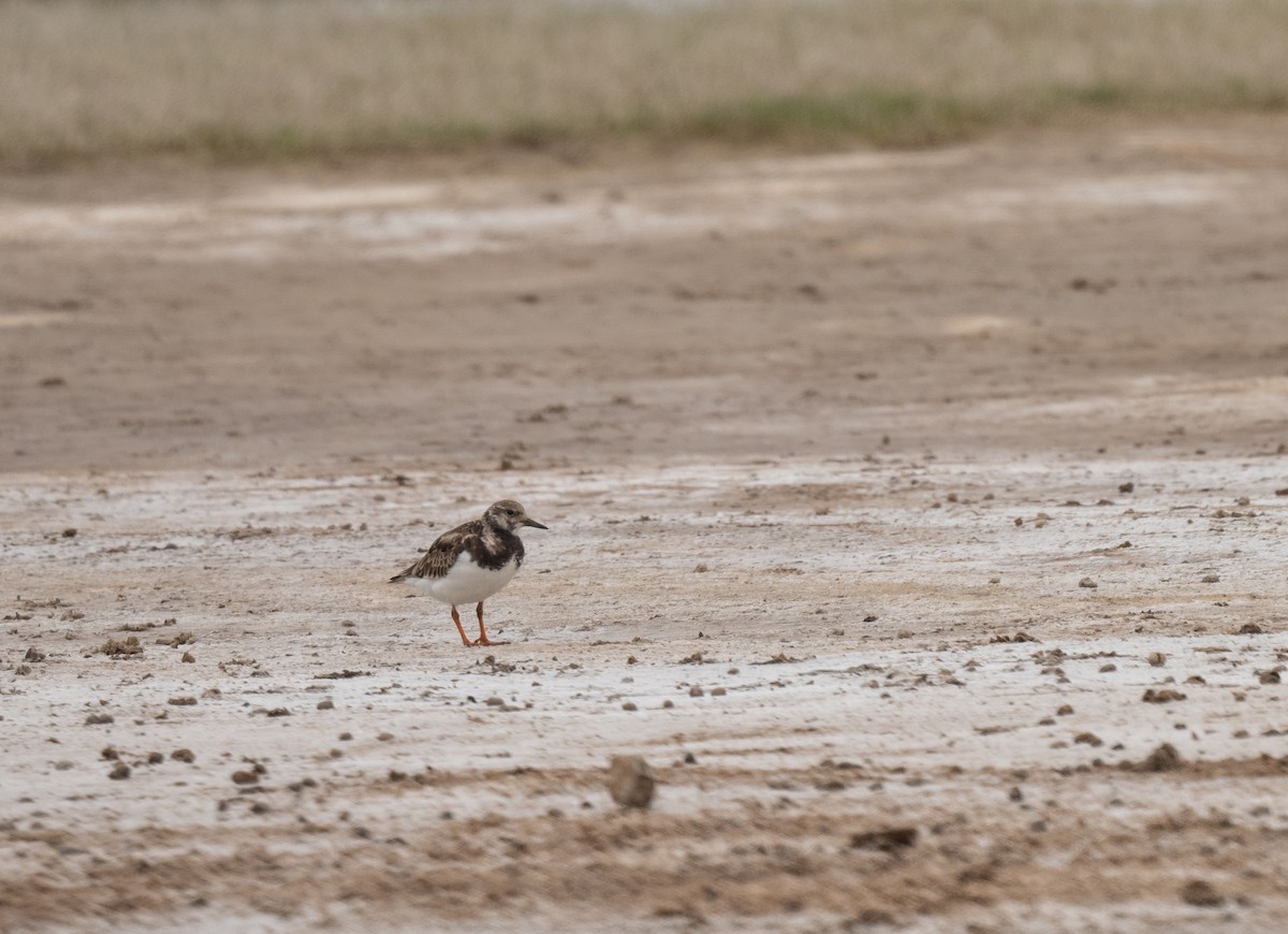 Ruddy Turnstone - ML625838640