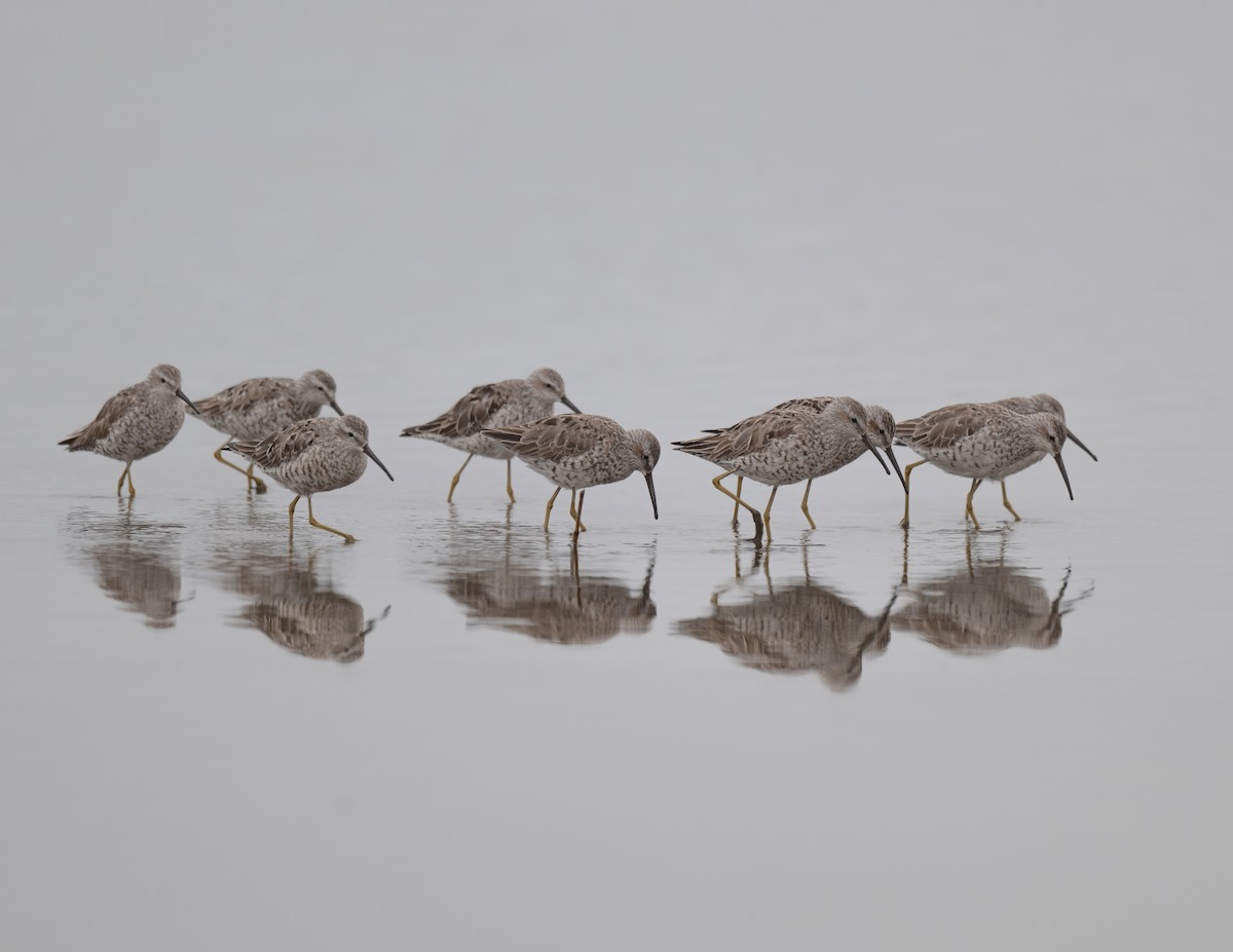 Stilt Sandpiper - ML625838670