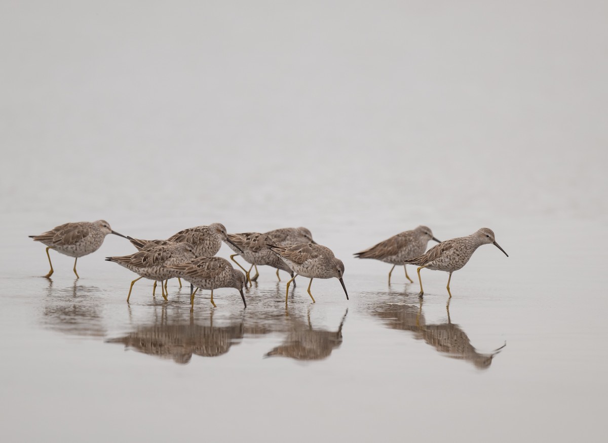 Stilt Sandpiper - ML625838691