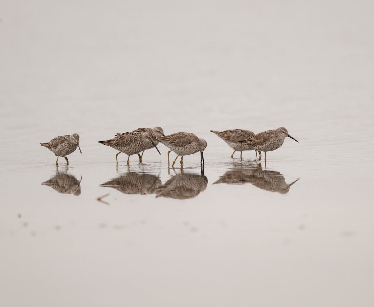 Stilt Sandpiper - ML625838710