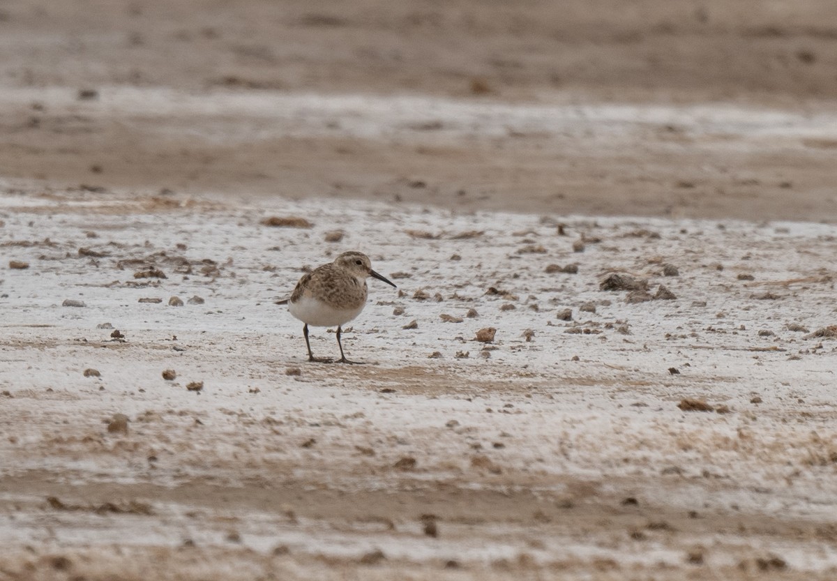 Baird's Sandpiper - ML625838725