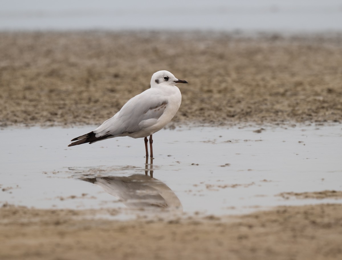 Andean Gull - ML625838730