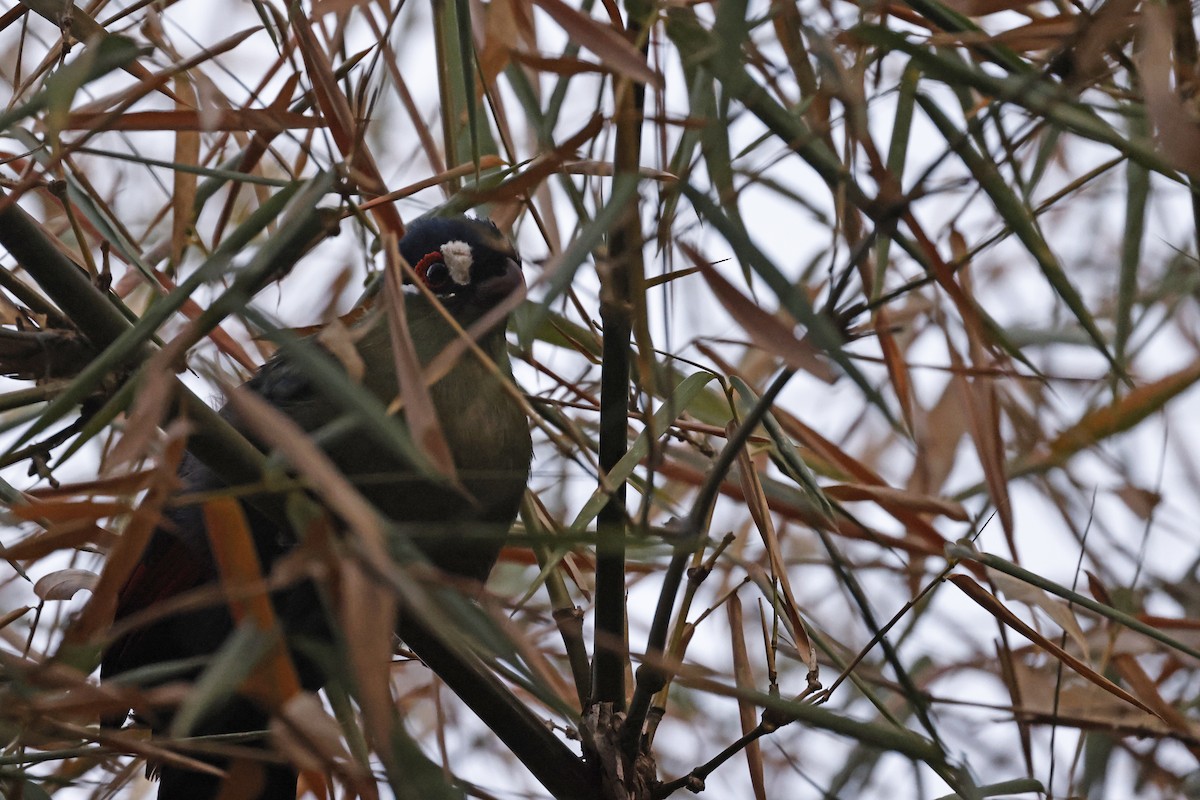 Turaco de Hartlaub - ML625838799