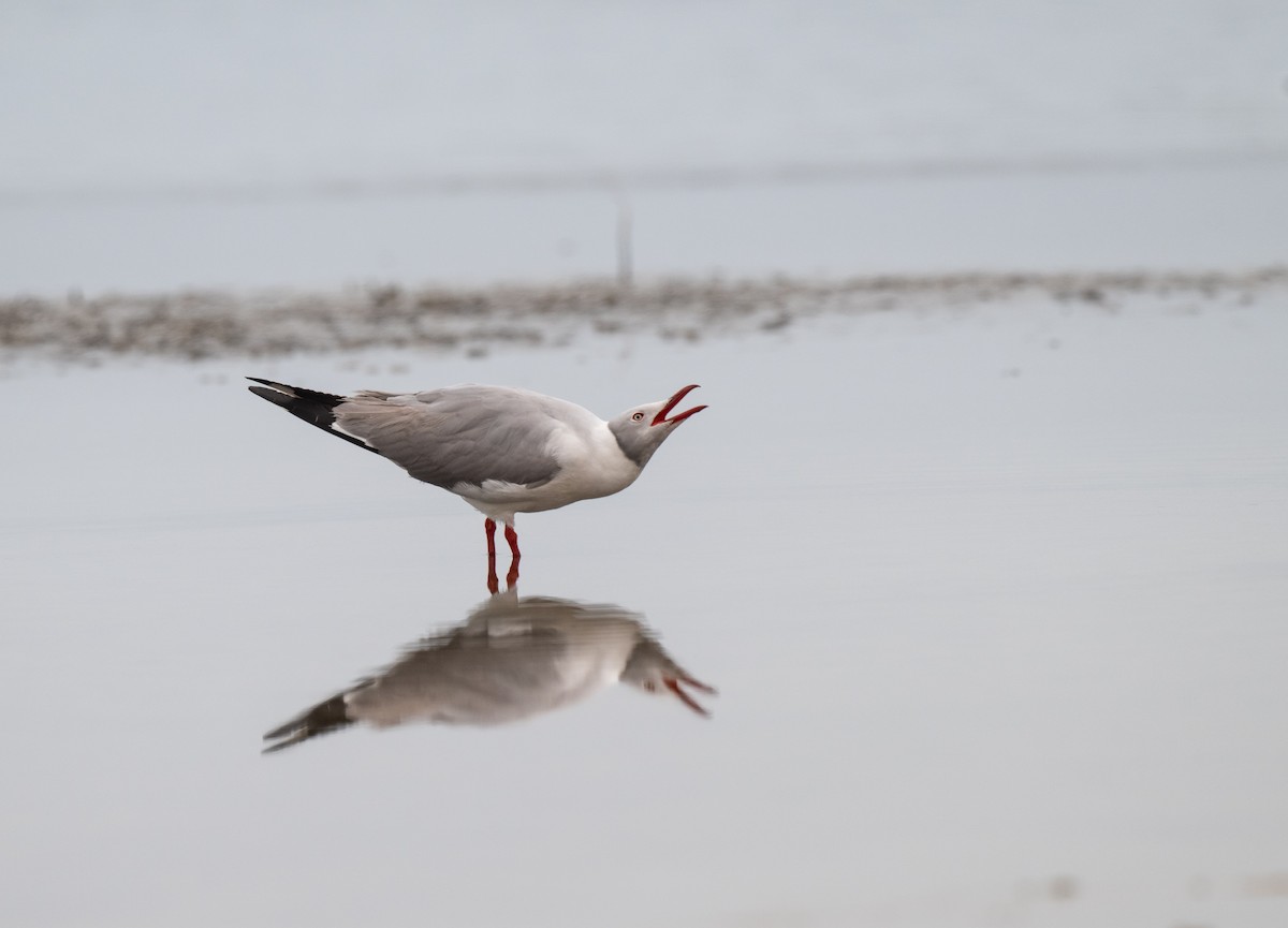 Gray-hooded Gull - ML625838809