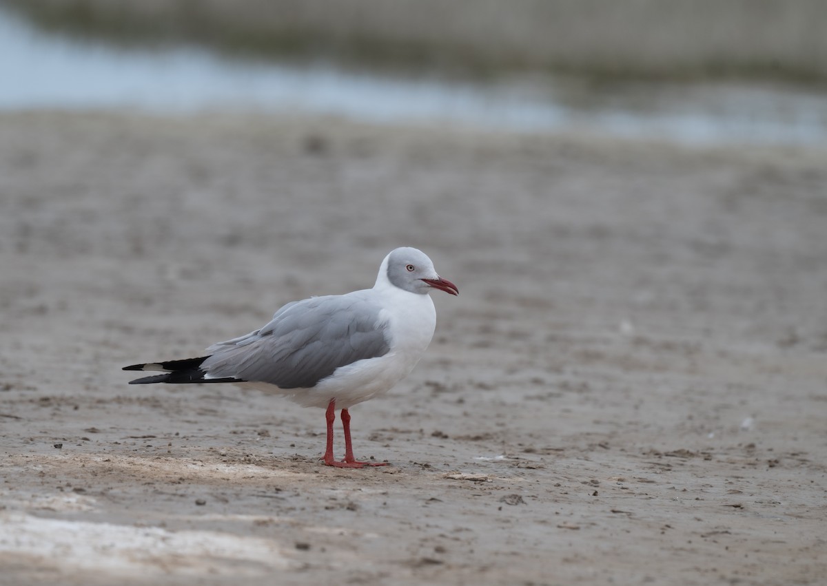 Gray-hooded Gull - ML625838815