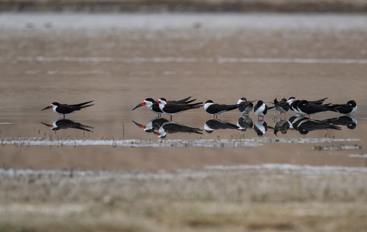 Black Skimmer - ML625838822