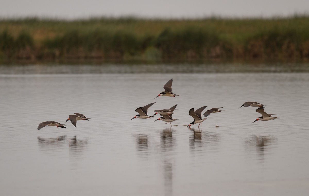 Black Skimmer - ML625838830