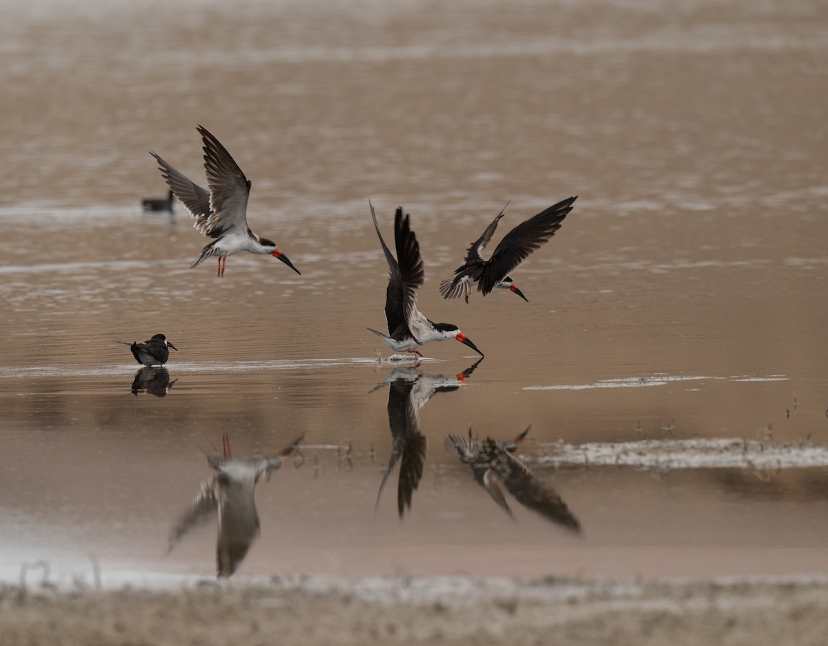 Black Skimmer - ML625838840