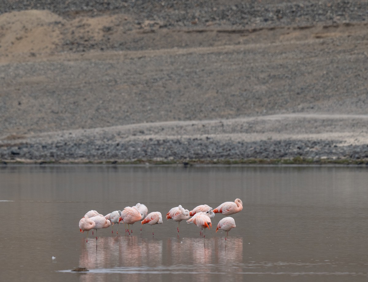 Chilean Flamingo - ML625838857