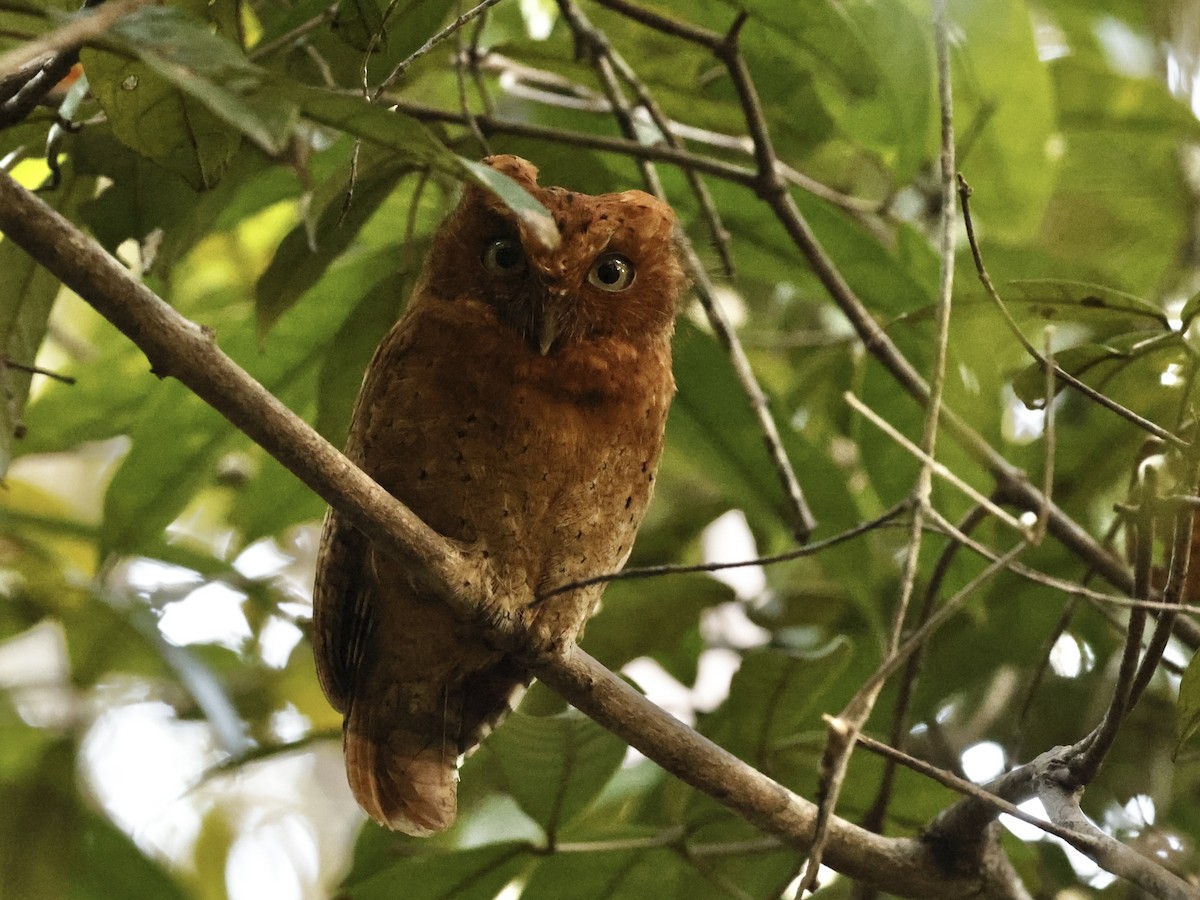 Sokoke Scops-Owl - ML625838870