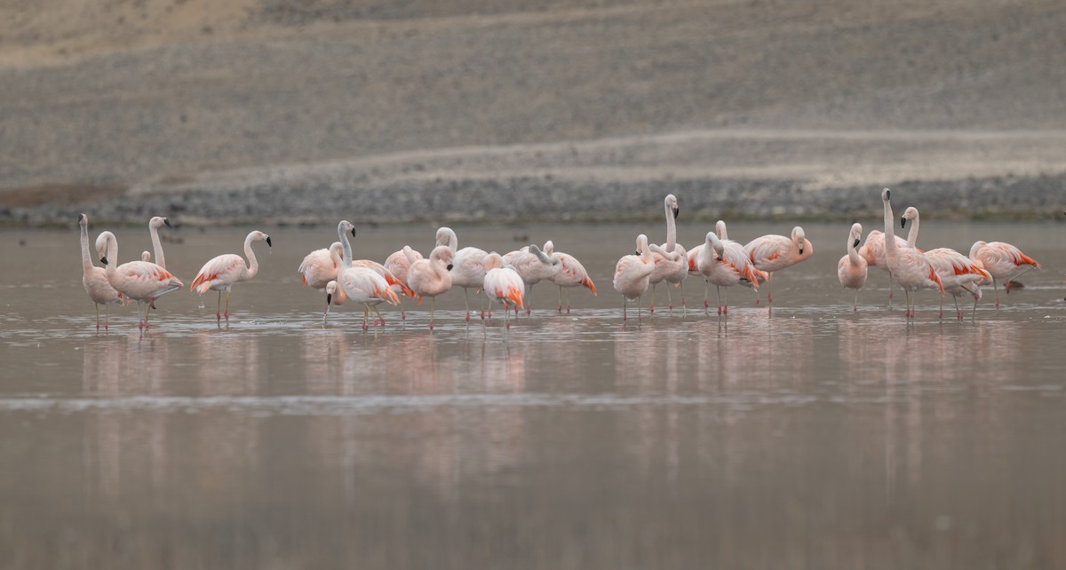 Chilean Flamingo - ML625838875