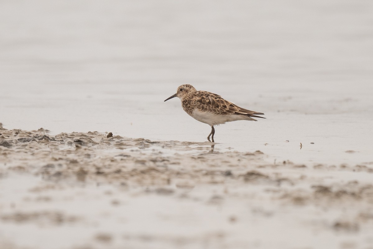 Baird's Sandpiper - ML625838890