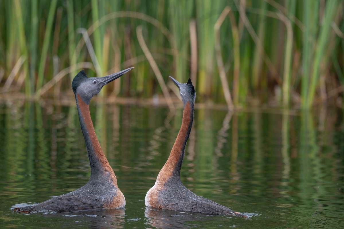 Great Grebe - ML625838915