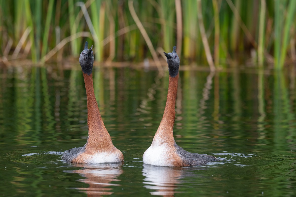 Great Grebe - ML625838933