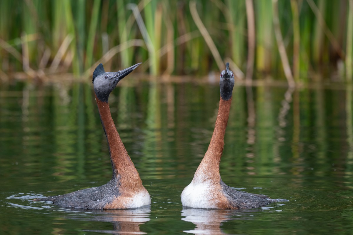 Great Grebe - ML625838942