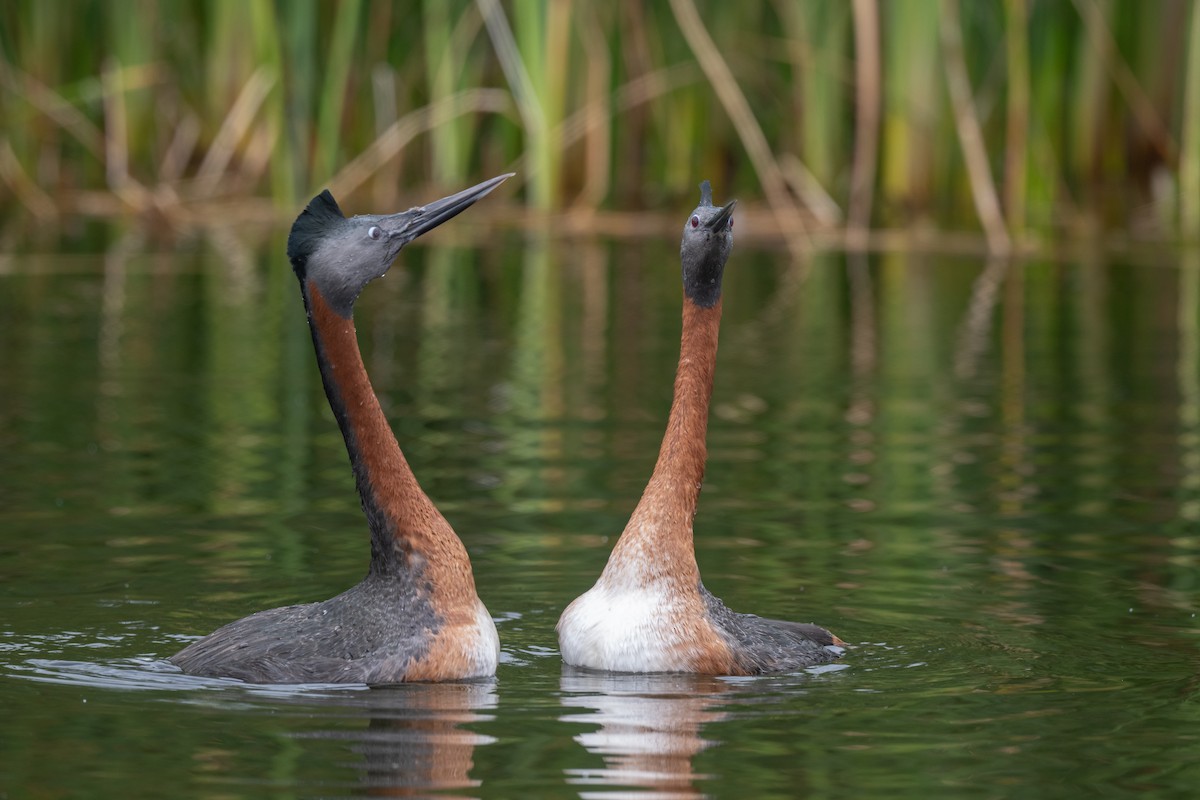 Great Grebe - ML625838951