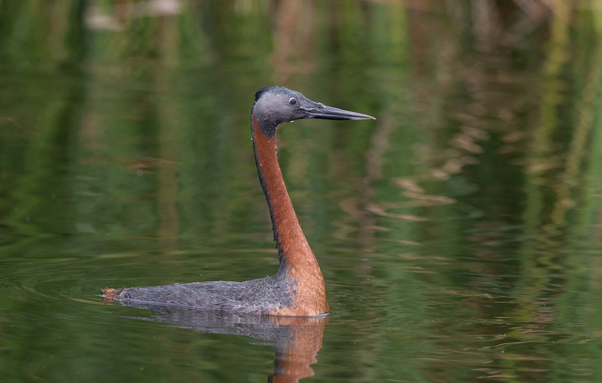 Great Grebe - ML625838954