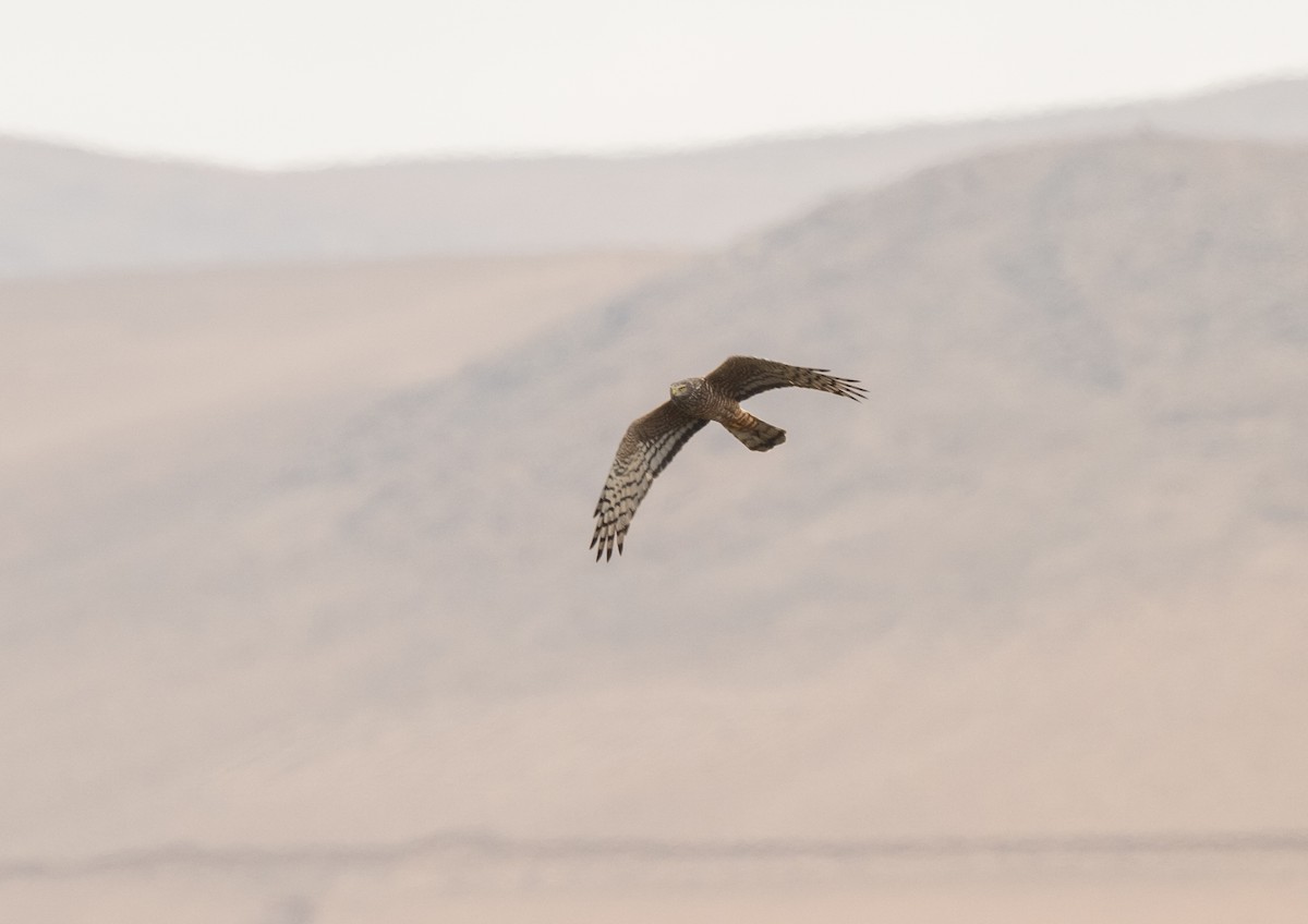 Cinereous Harrier - ML625838979