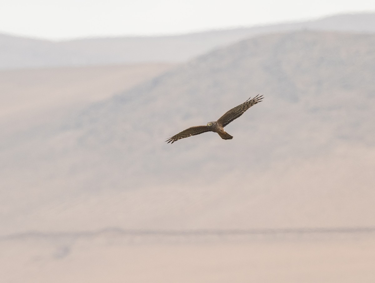 Cinereous Harrier - ML625838982