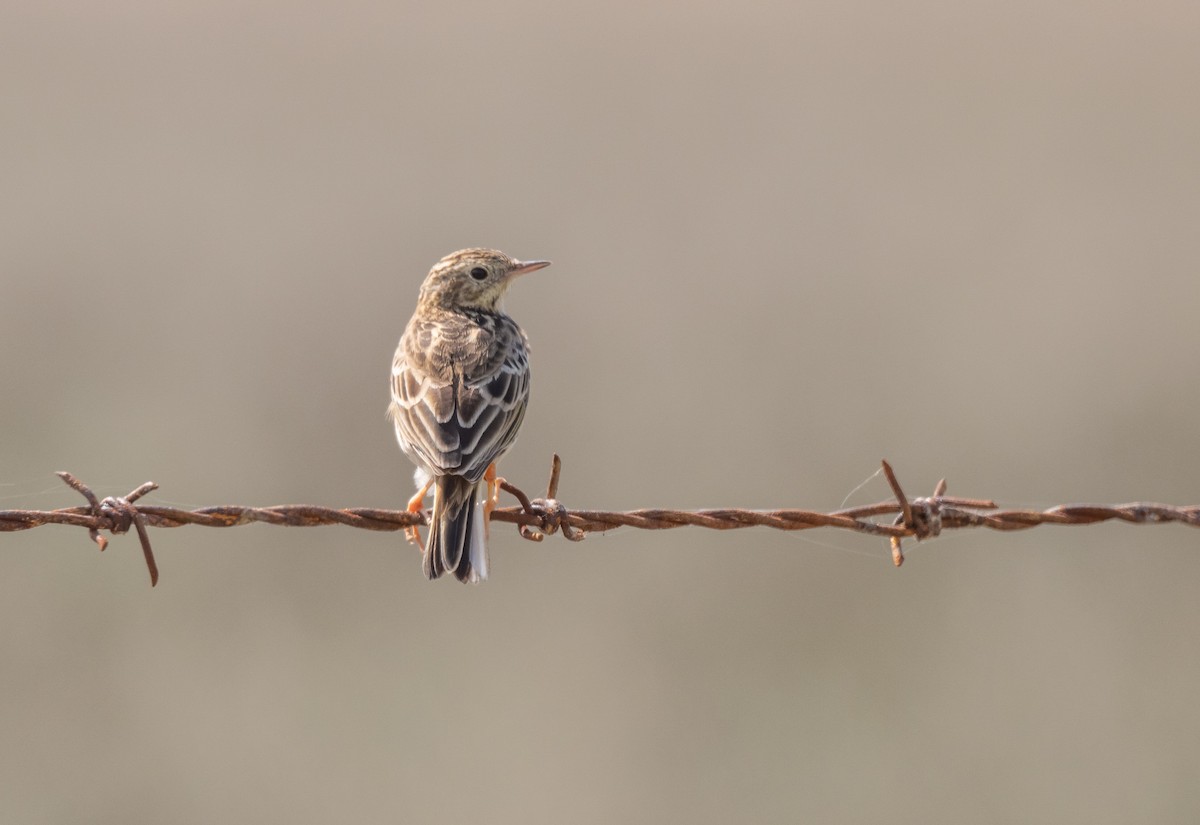 Peruvian Pipit - ML625839048