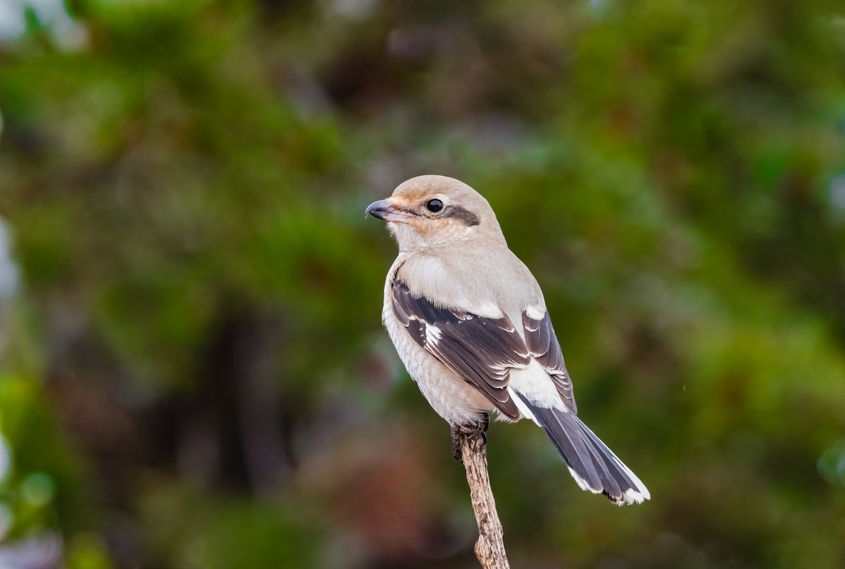 Alcaudón Boreal - ML625839150