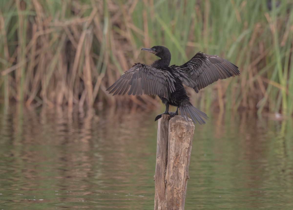 Neotropic Cormorant - ML625839156