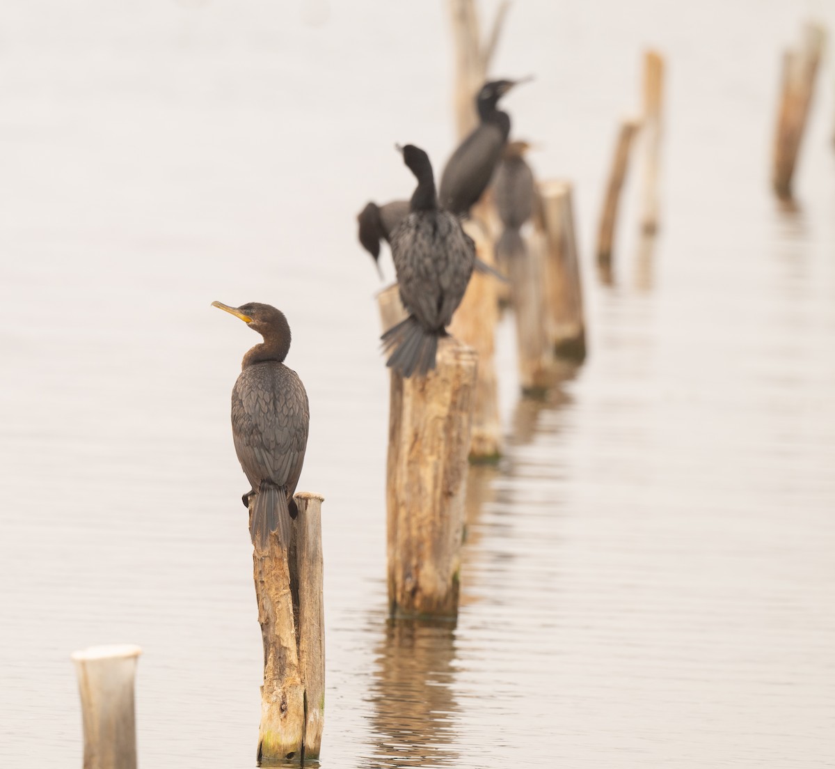 Neotropic Cormorant - ML625839164