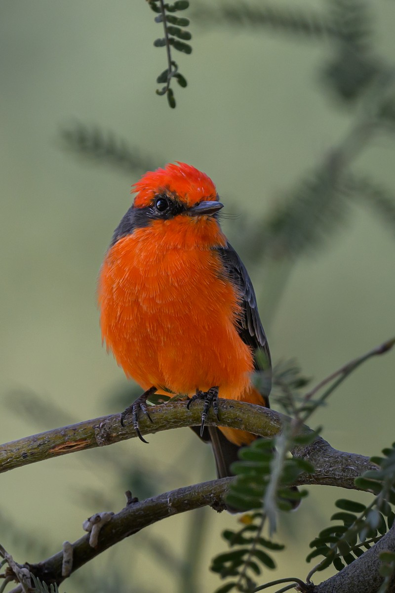 Vermilion Flycatcher - ML625839185