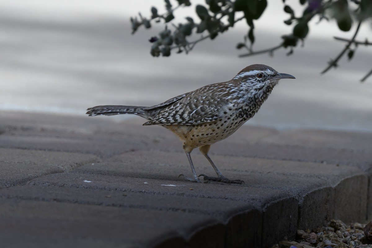 Cactus Wren - ML625839188