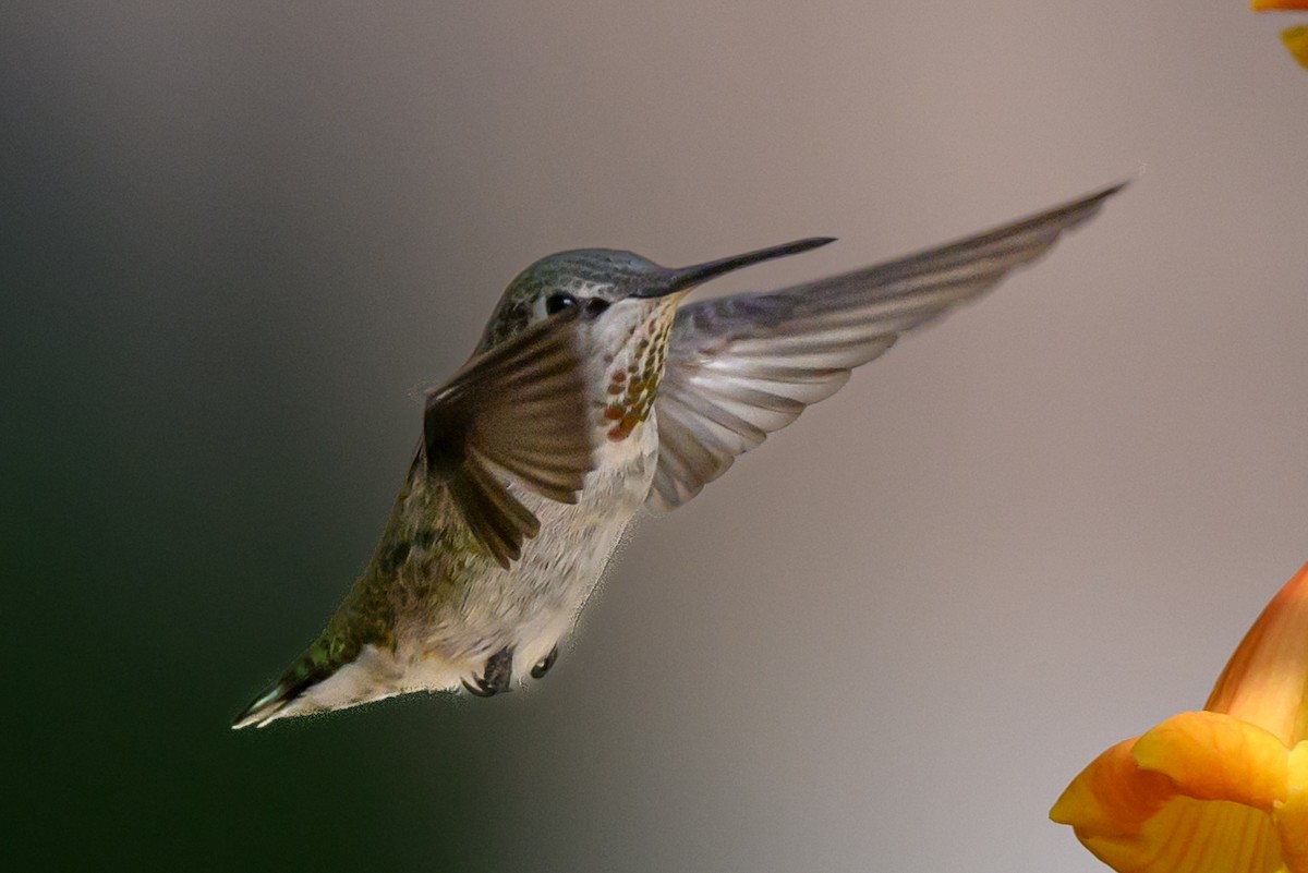 Anna's Hummingbird - ML625839192