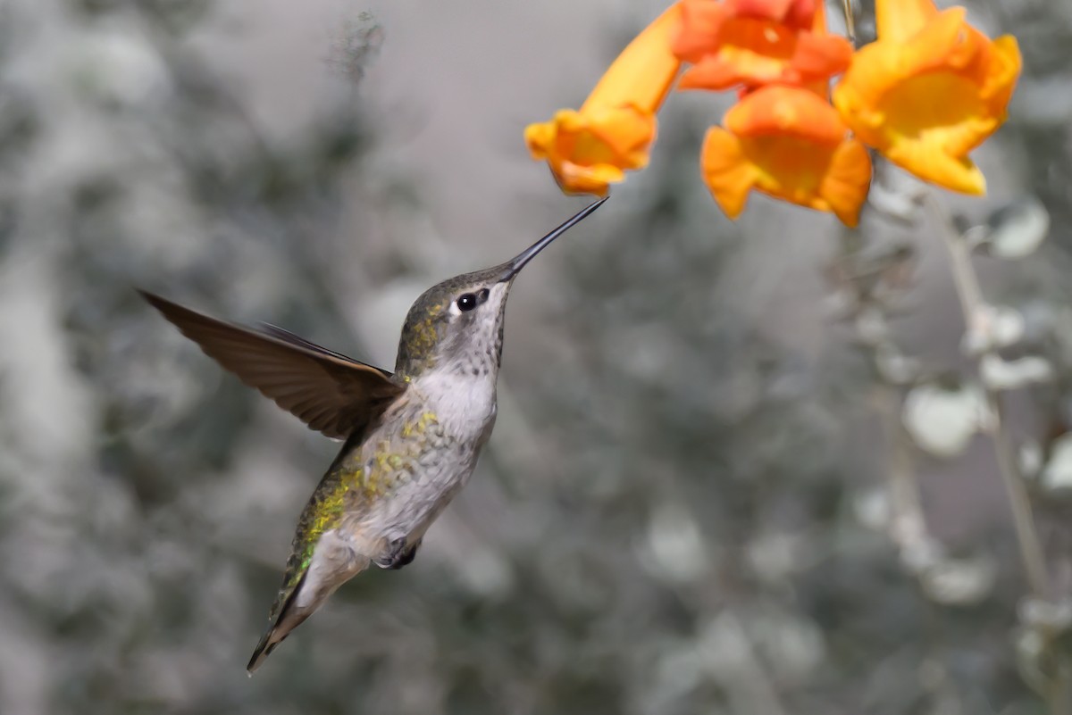 Anna's Hummingbird - ML625839193