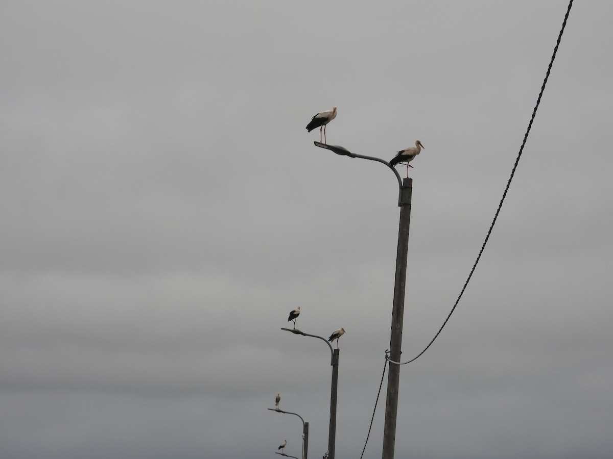 White Stork - ML625839368