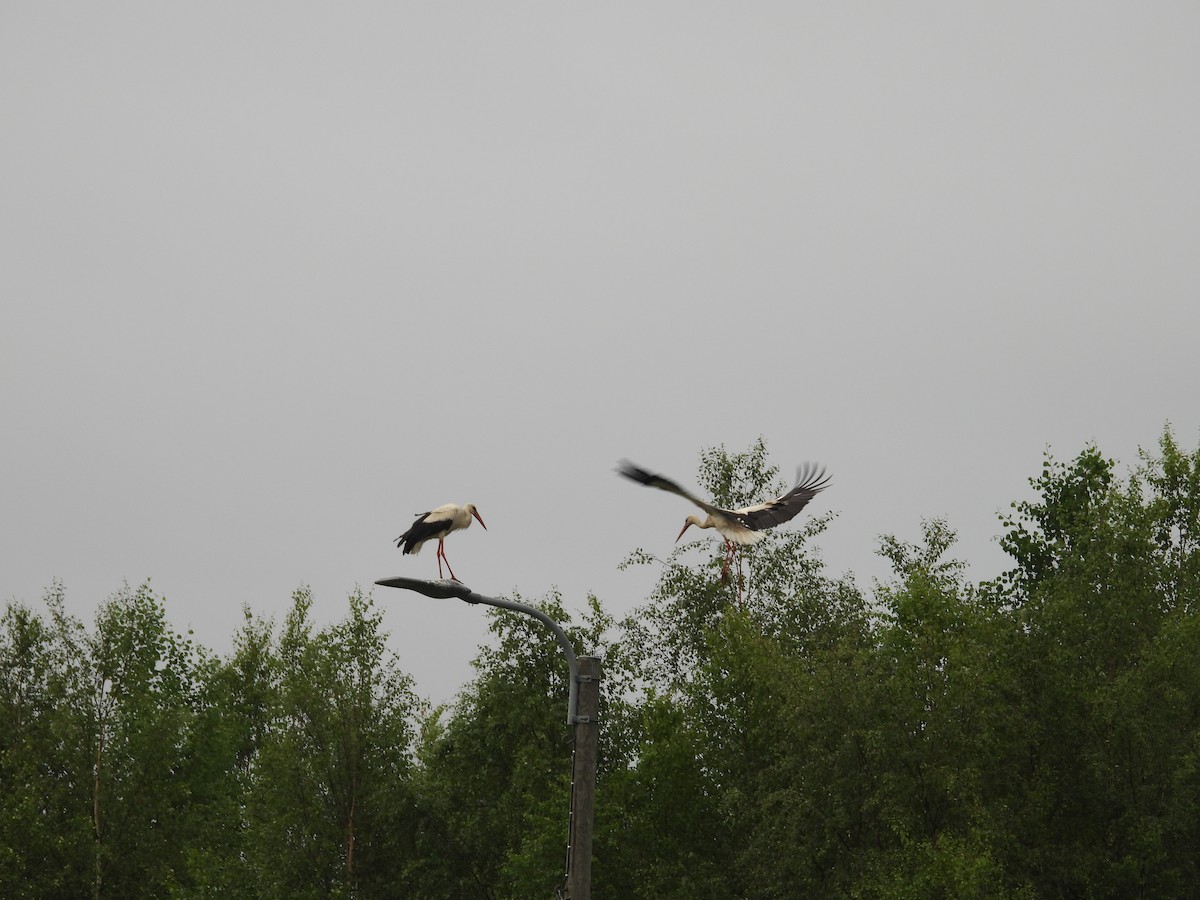 White Stork - ML625839489