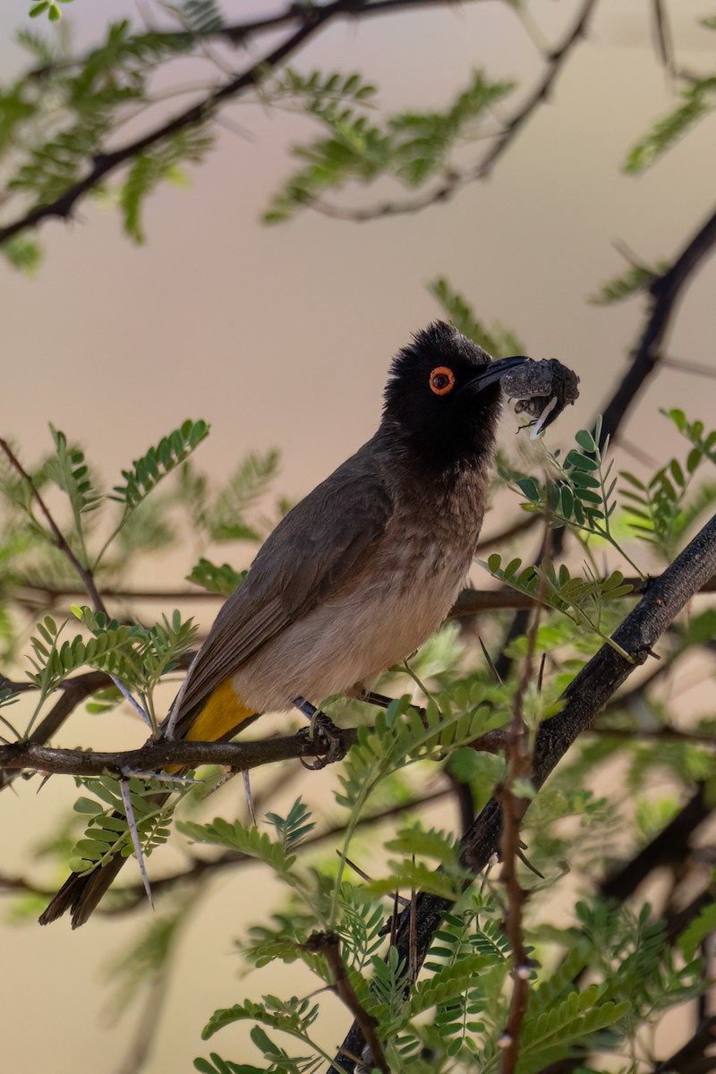 Black-fronted Bulbul - ML625839540