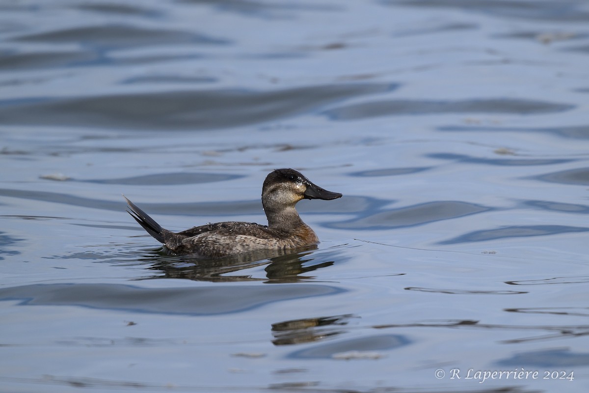 Ruddy Duck - ML625839611