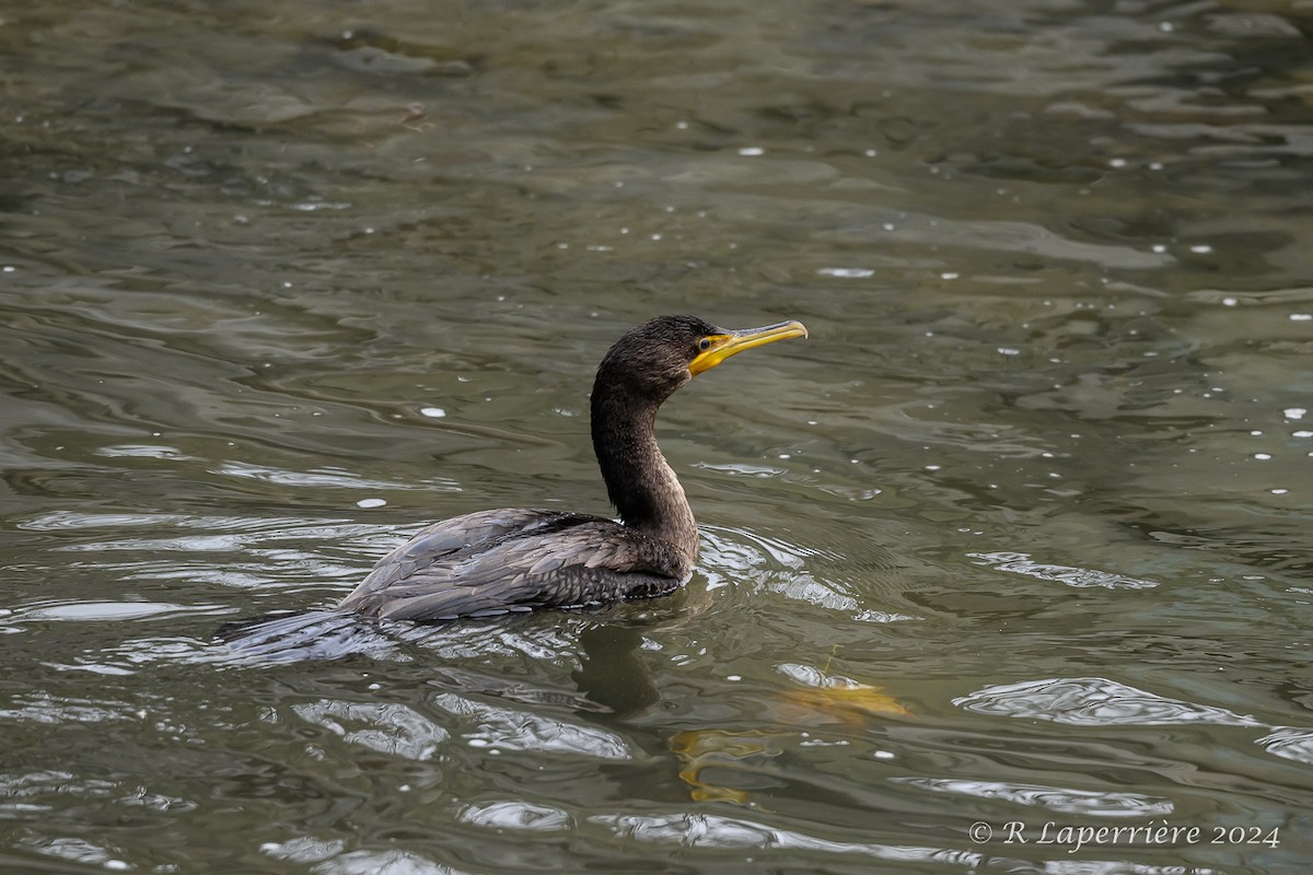 Double-crested Cormorant - ML625839663